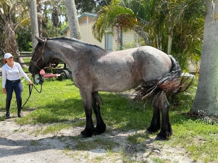 Draft Horse Castrone 4 Anni 170 cm Roano blu in Loxahatchee