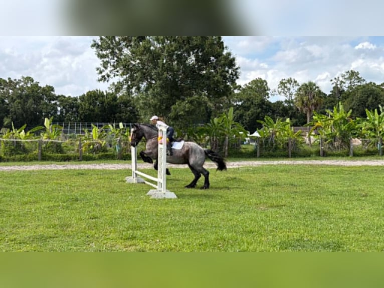Draft Horse Castrone 4 Anni 170 cm Roano blu in Loxahatchee