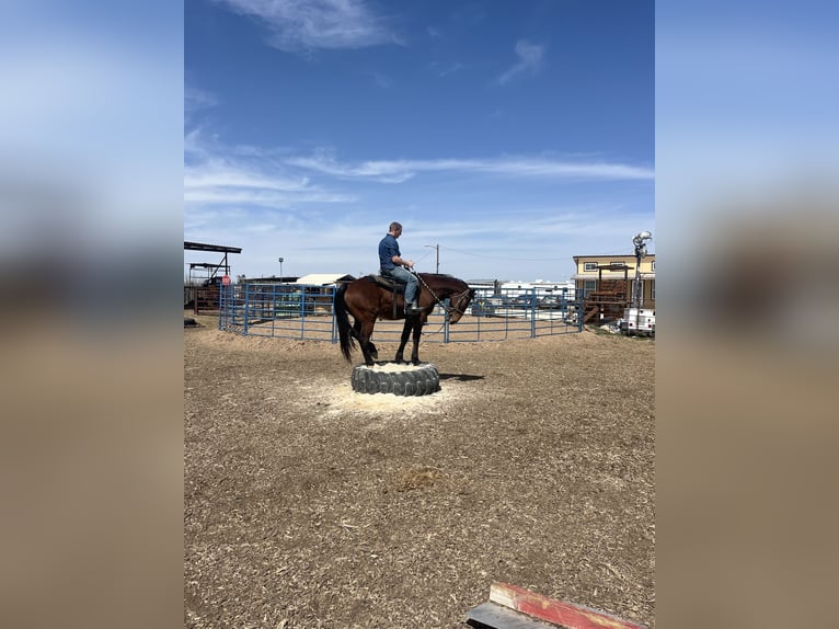 Draft Horse Mix Castrone 4 Anni 173 cm Baio ciliegia in Alvin Draft Horse Mix Castrone 4 Anni 173 cm Baio ciliegia in Alvin