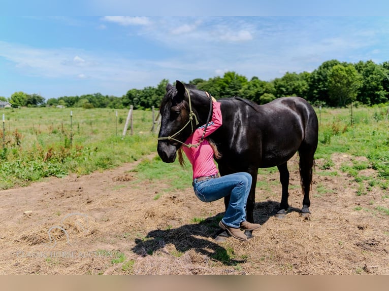 Draft Horse Castrone 4 Anni 173 cm Morello in Republic, MO