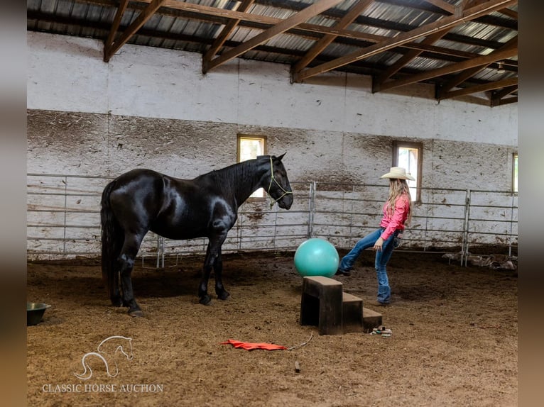 Draft Horse Castrone 4 Anni 173 cm Morello in Republic, MO