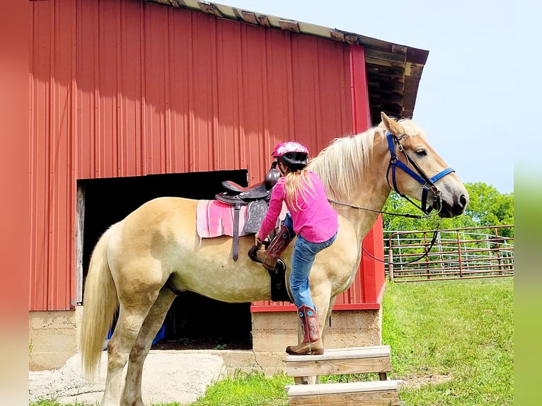 Draft Horse Mix Castrone 4 Anni 173 cm Palomino in Ava Missouri