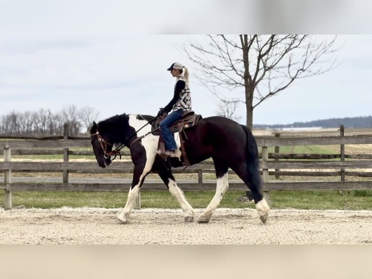 Draft Horse Mix Castrone 4 Anni 178 cm Pezzato in Gap