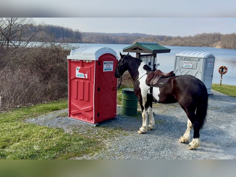 Draft Horse Mix Castrone 4 Anni 178 cm Pezzato in Gap