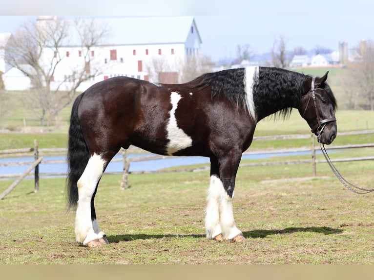 Draft Horse Mix Castrone 4 Anni 178 cm Pezzato in Gap