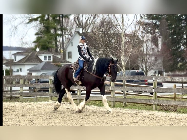 Draft Horse Mix Castrone 4 Anni 178 cm Pezzato in Gap