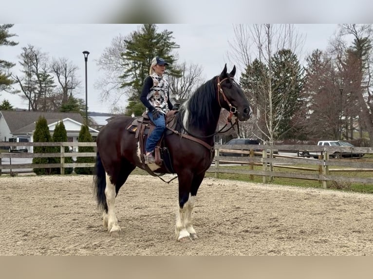 Draft Horse Mix Castrone 4 Anni 178 cm Pezzato in Gap