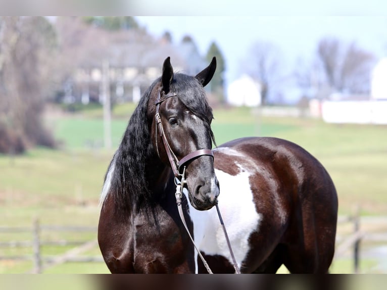 Draft Horse Mix Castrone 4 Anni 178 cm Pezzato in Gap