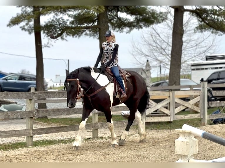 Draft Horse Mix Castrone 4 Anni 178 cm Pezzato in Gap