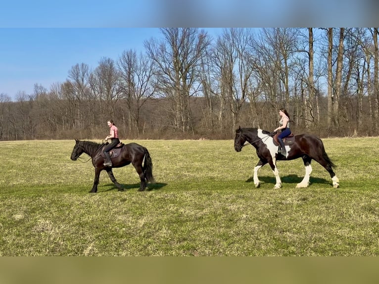 Draft Horse Mix Castrone 4 Anni 178 cm Pezzato in Gap