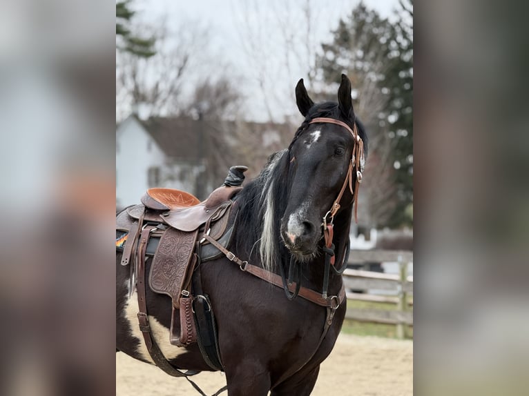 Draft Horse Mix Castrone 4 Anni 178 cm Pezzato in Gap