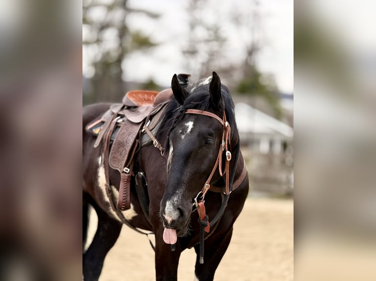 Draft Horse Mix Castrone 4 Anni 178 cm Pezzato in Gap