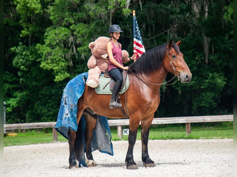 Draft Horse Mix Castrone 4 Anni 183 cm Baio ciliegia in Ocala, FL