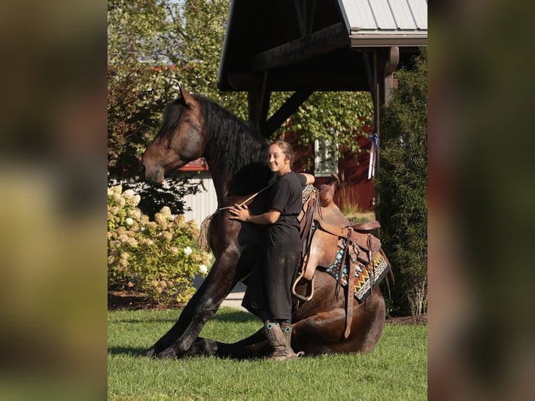 Draft Horse Mix Castrone 4 Anni Baio ciliegia in Fresno