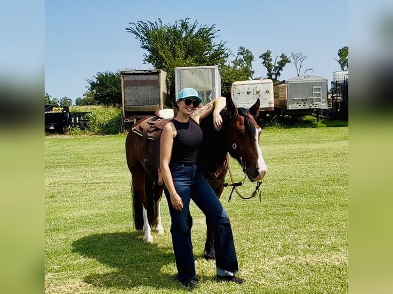 Draft Horse Mix Castrone 4 Anni Baio ciliegia in Gracemont, OK