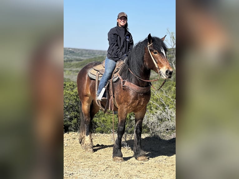 Draft Horse Castrone 4 Anni Baio ciliegia in Jacksboro TX