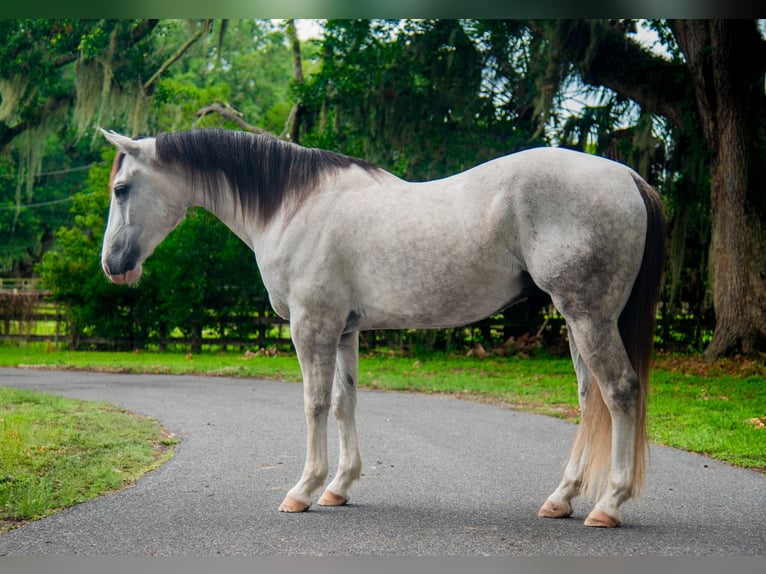 Draft Horse Mix Castrone 4 Anni Grigio in Ocala