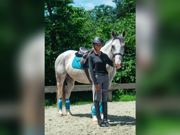 Draft Horse Mix Castrone 4 Anni Grigio in Ocala
