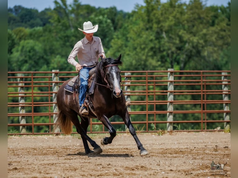 Draft Horse Mix Castrone 4 Anni Grigio in Auburn