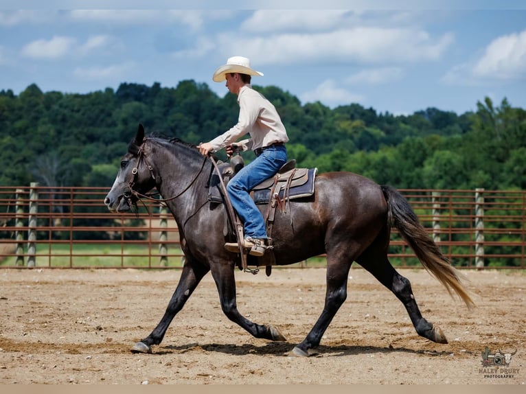 Draft Horse Mix Castrone 4 Anni Grigio in Auburn