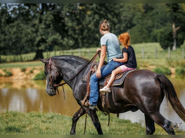 Draft Horse Mix Castrone 4 Anni Grigio in Auburn