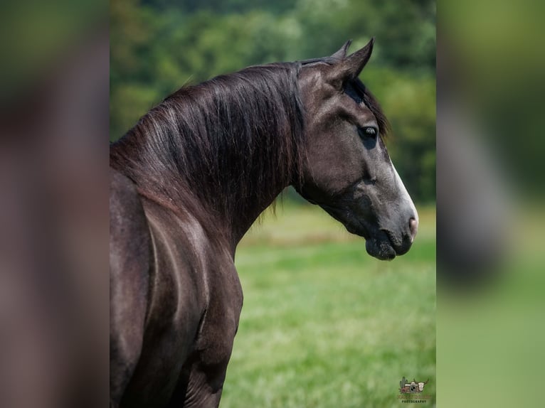 Draft Horse Mix Castrone 4 Anni Grigio in Auburn