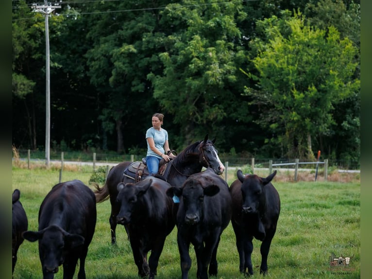 Draft Horse Mix Castrone 4 Anni Grigio in Auburn