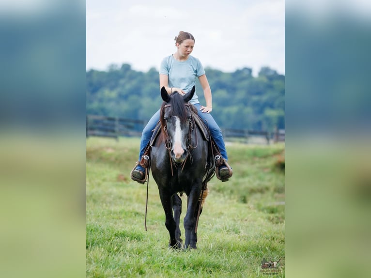 Draft Horse Mix Castrone 4 Anni Grigio in Auburn