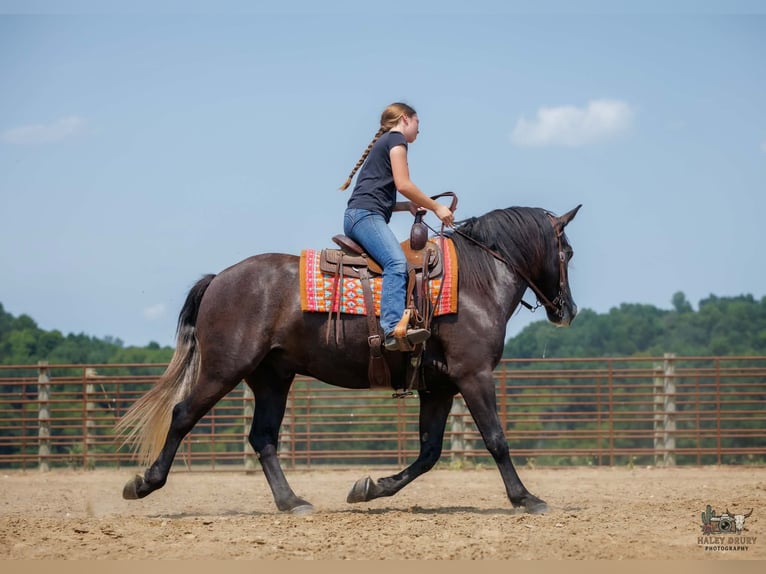 Draft Horse Mix Castrone 4 Anni Grigio in Auburn