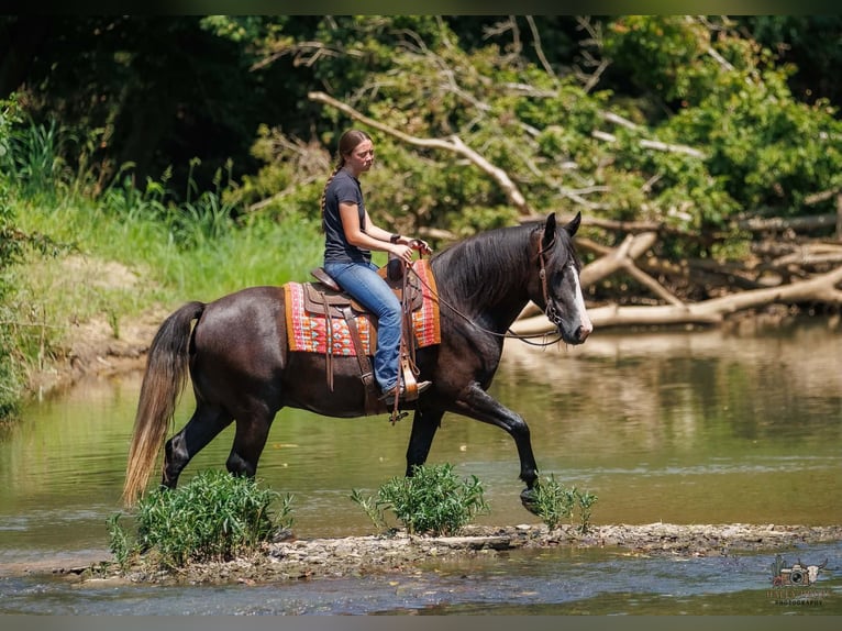 Draft Horse Mix Castrone 4 Anni Grigio in Auburn