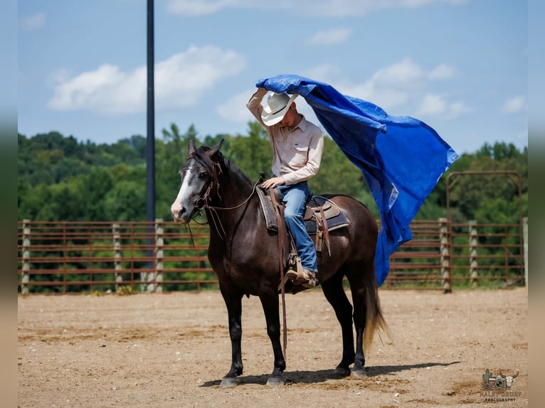 Draft Horse Mix Castrone 4 Anni Grigio in Auburn