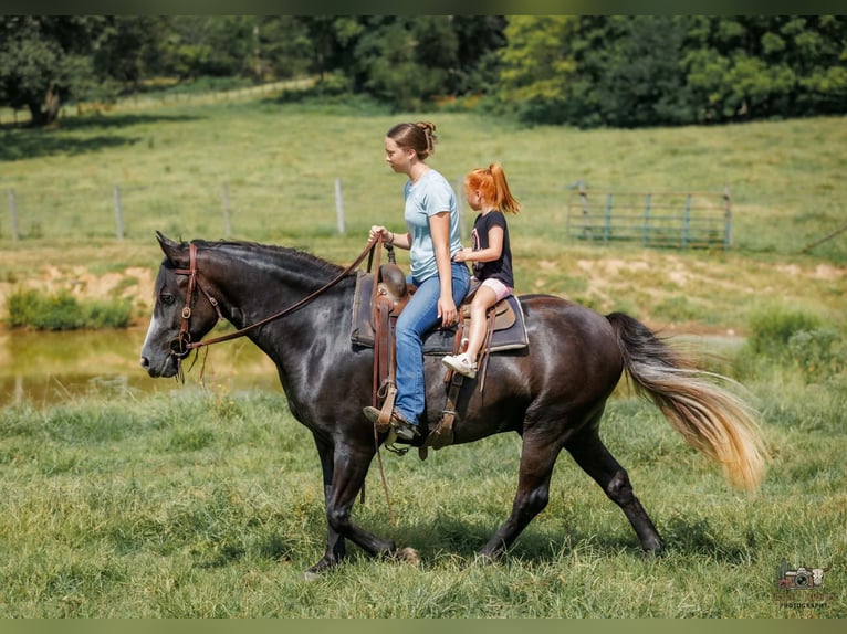 Draft Horse Mix Castrone 4 Anni Grigio in Auburn