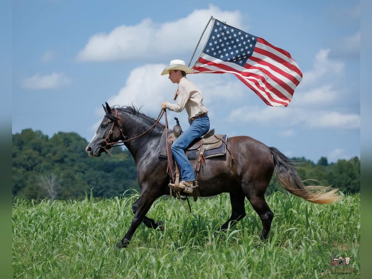 Draft Horse Mix Castrone 4 Anni Grigio in Auburn