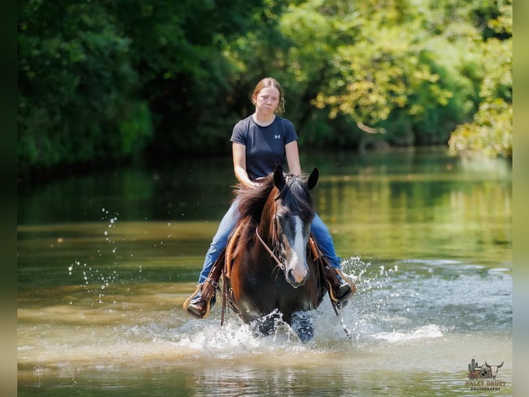 Draft Horse Mix Castrone 4 Anni Grigio in Auburn