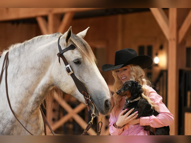 Draft Horse Mix Castrone 4 Anni Grigio in Needmore