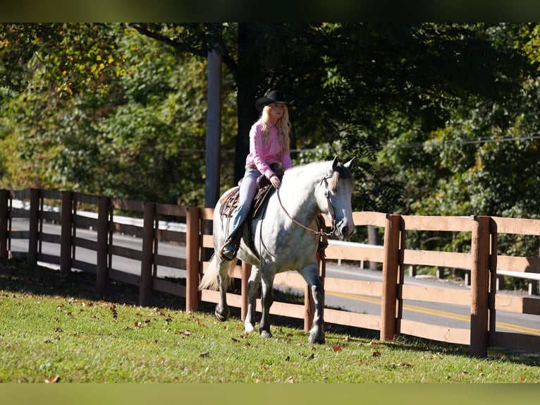 Draft Horse Mix Castrone 4 Anni Grigio in Needmore