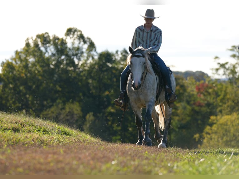 Draft Horse Mix Castrone 4 Anni Grigio in Needmore