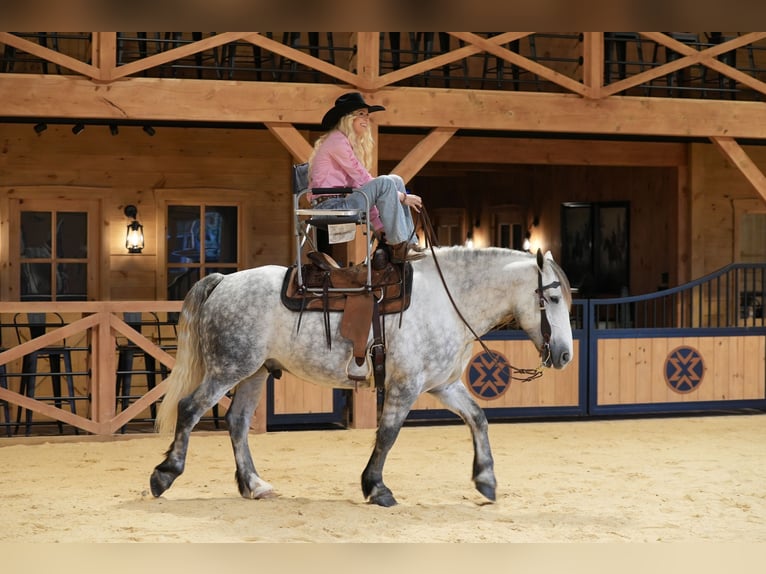 Draft Horse Mix Castrone 4 Anni Grigio in Needmore