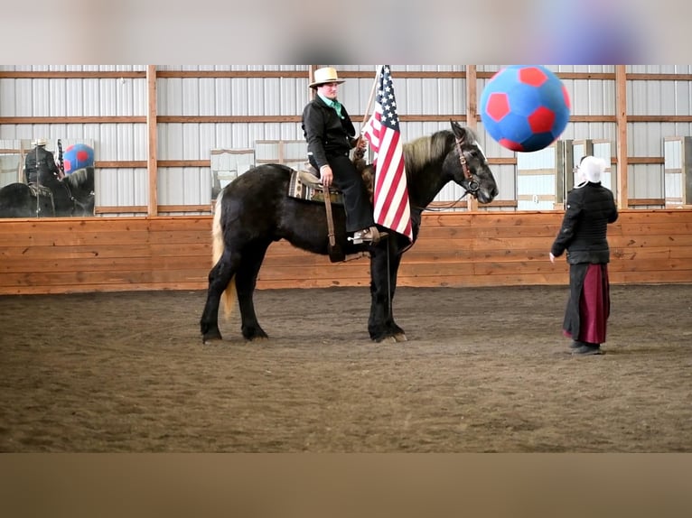 Draft Horse Mix Castrone 4 Anni Grigio in Rebersburg, PA
