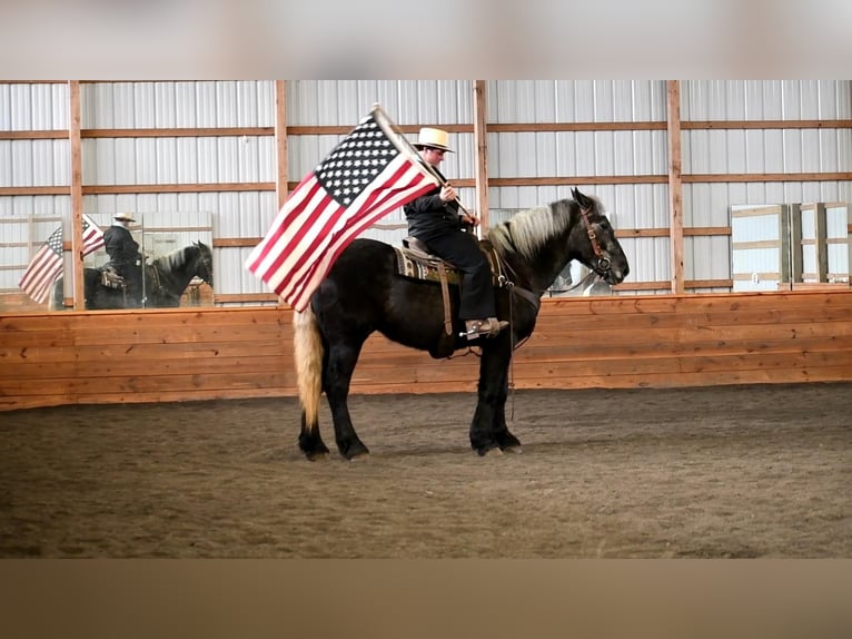 Draft Horse Mix Castrone 4 Anni Grigio in Rebersburg, PA