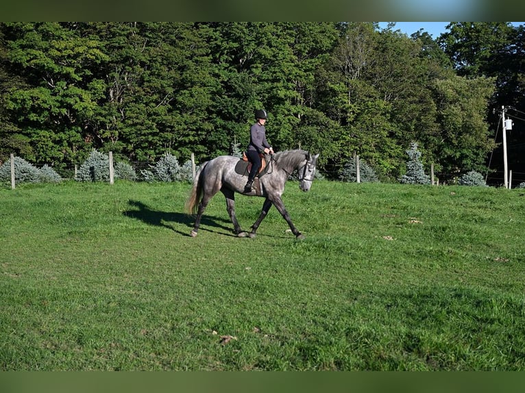 Draft Horse Mix Castrone 4 Anni Grigio in Warsaw