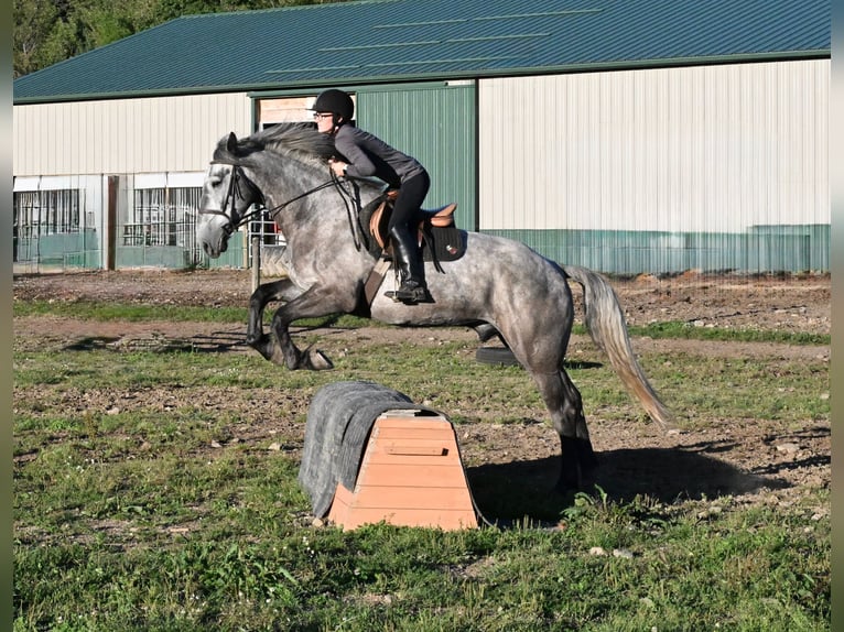 Draft Horse Mix Castrone 4 Anni Grigio in Warsaw