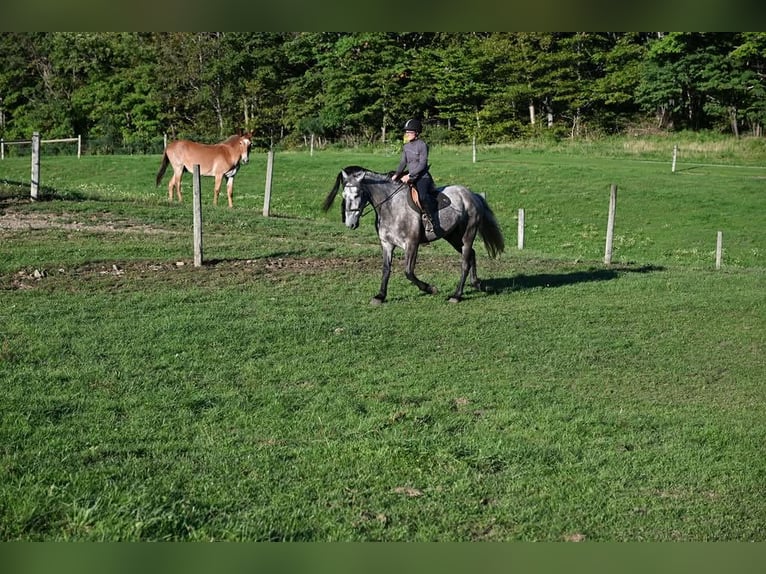 Draft Horse Castrone 4 Anni Grigio pezzato in Warsaw