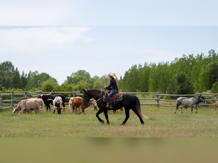Draft Horse Mix Castrone 4 Anni Grigio in Nevis