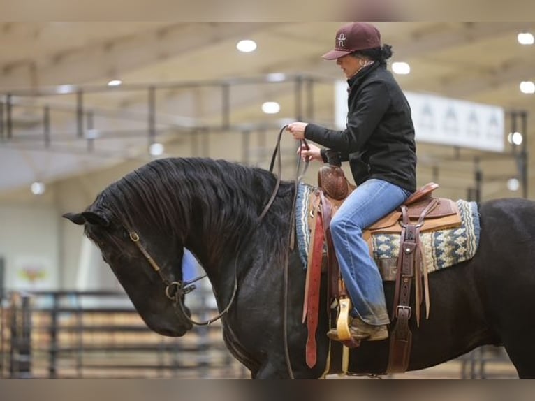 Draft Horse Mix Castrone 4 Anni Morello in Ripley