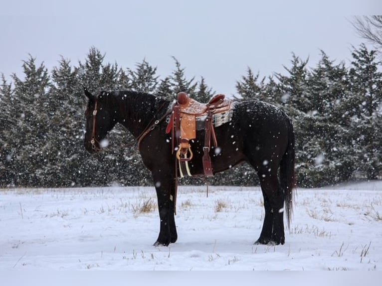Draft Horse Mix Castrone 4 Anni Morello in Ripley