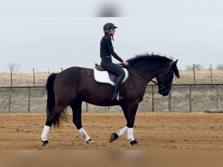 Draft Horse Mix Castrone 4 Anni Morello in Weatherford