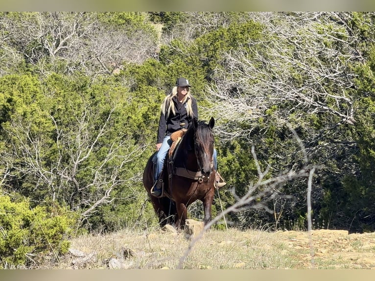 Draft Horse Mix Castrone 4 Anni Morello in Weatherford