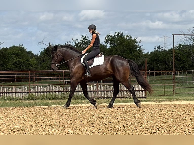 Draft Horse Mix Castrone 4 Anni Morello in Weatherford