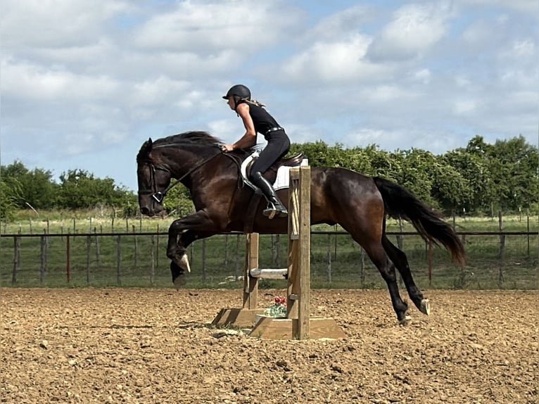 Draft Horse Mix Castrone 4 Anni Morello in Weatherford